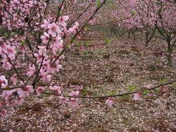 桃花灿烂,春日里的浪漫诗篇