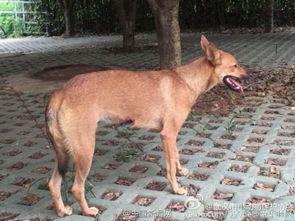 流浪狗 野良犬,探寻城市中的无家可归者